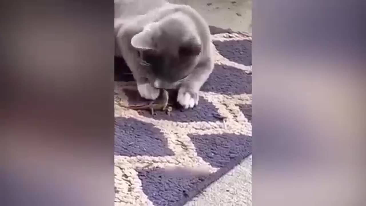 Funny Animal Videos 2023 😂 - Funniest Cats And Dogs Video 😺😍