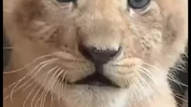 cute little tiger hiccups