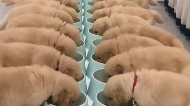 How beautiful are these adorable little dogs