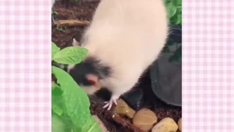Pet Rat Tik Toks Cuz I Love Rats