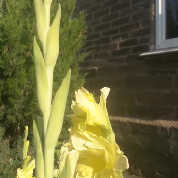 Yellow gladiolus