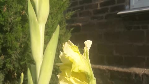 Yellow gladiolus