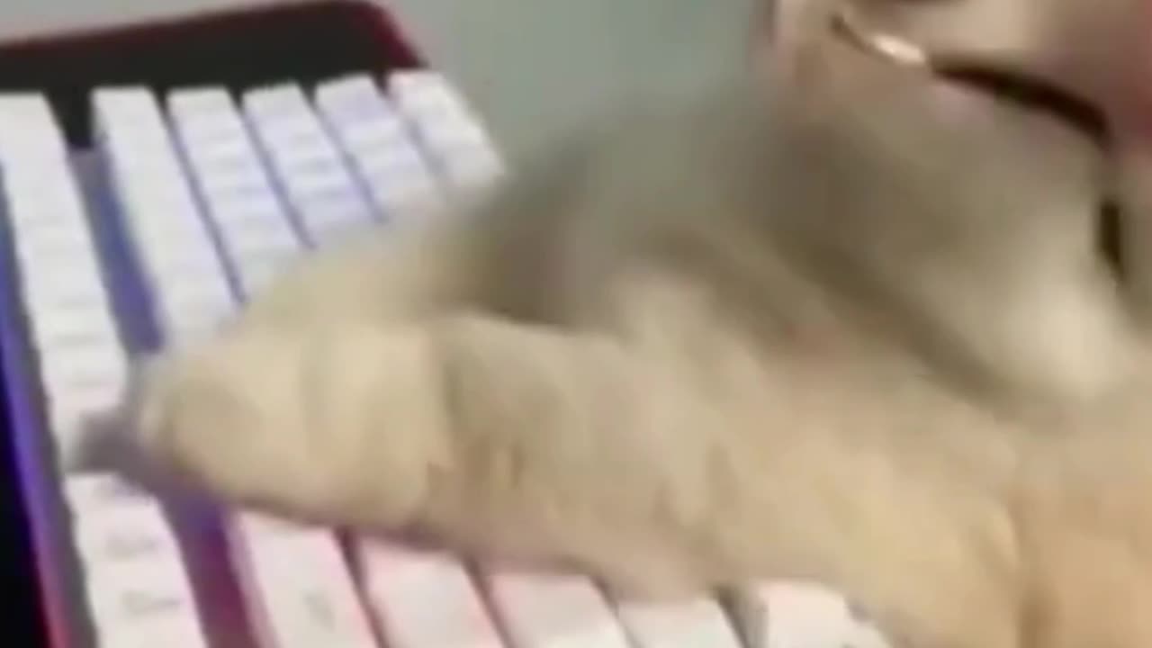 Cat Funny Videos