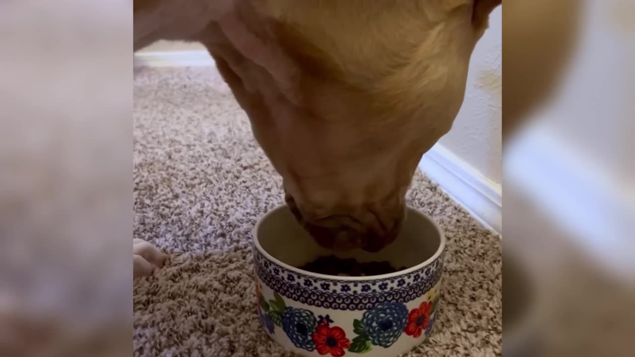 Dog 🐶