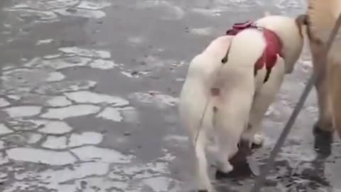 funny animals video