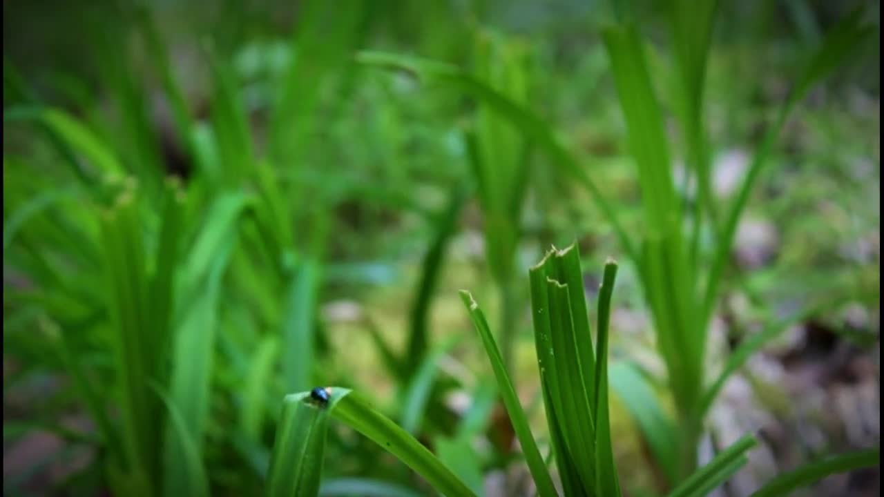 #14 - Bear hunt - BackcountryBloodline