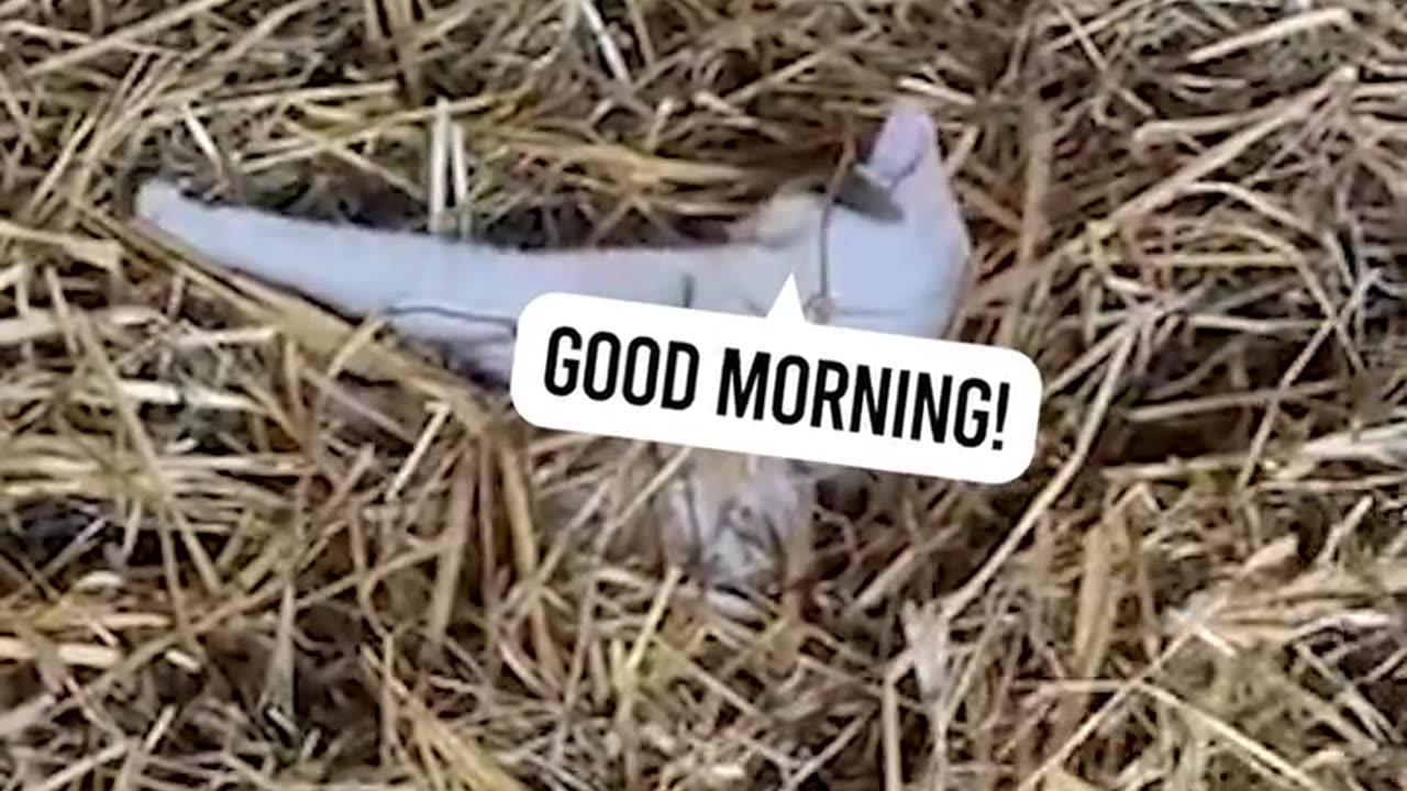 Cat cought sleeping in Horse Stall 😂