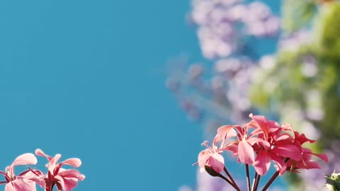 Small pink flowers
