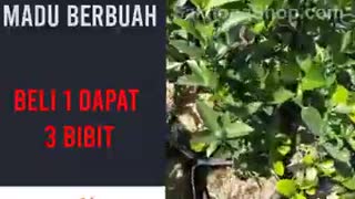 Tanaman organik