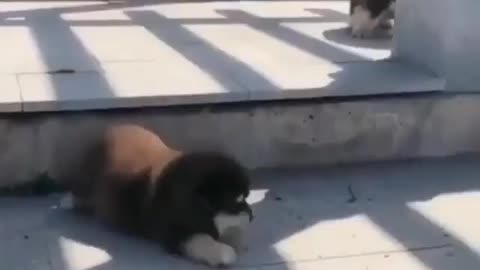 Rolling Dogs