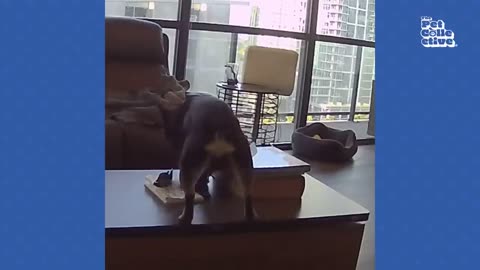 FUNNY Pet Fails BEST Animal Compilation | comedy jackpot