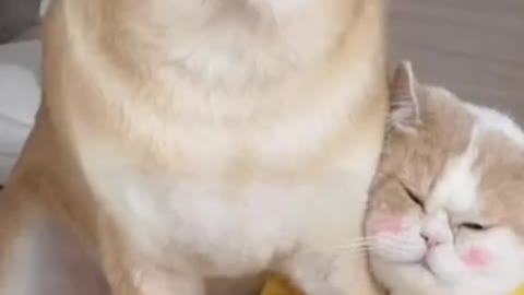 Dogs and cats are best friends forever