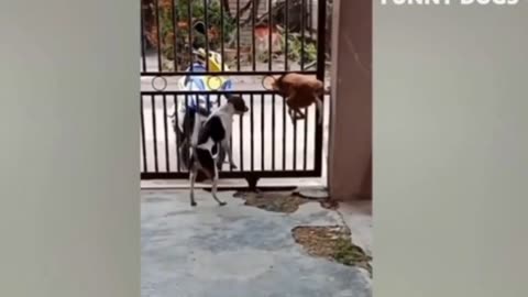 Funny animals
