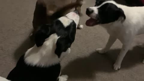 2 dudes gang up on girl puppy fight
