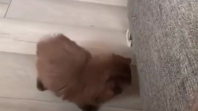 Little kittens always make our hearts melt