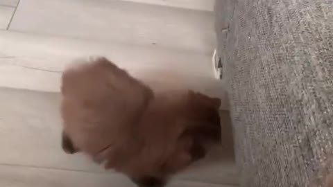 Little kittens always make our hearts melt