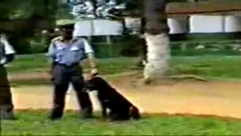 SchuThunDe Functional protection dogs Security Banking established Know How