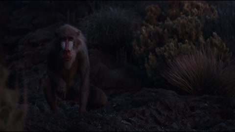 Reflections of Mufasa _ The Lion King (2019)