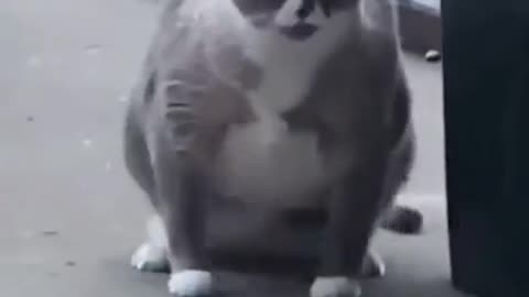 Chonky Cat Dance