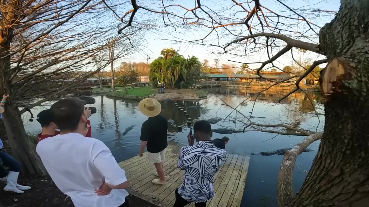 Would You Swim With Sharks For $100,000? | MrBeast Live