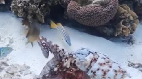 Color Changing Octopus #shorts #viral #shortsvideo #video