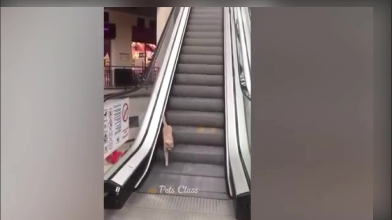Funniest Animals 2023 😂 Funny Cats and Dogs Part 10 😺🐶