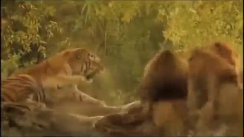 1 tiger vs 3 lion 🦁insane watch