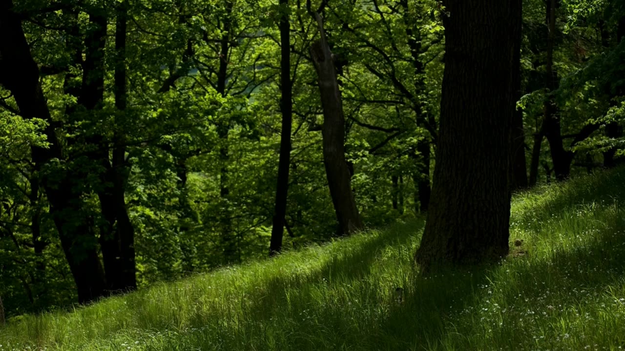 8 hours gentle RAIN and NATURE Sounds for Sleeping | Nature & Relax |