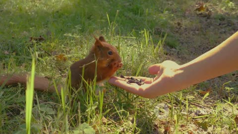 Sammy the Squirrel: Hero of the Forest