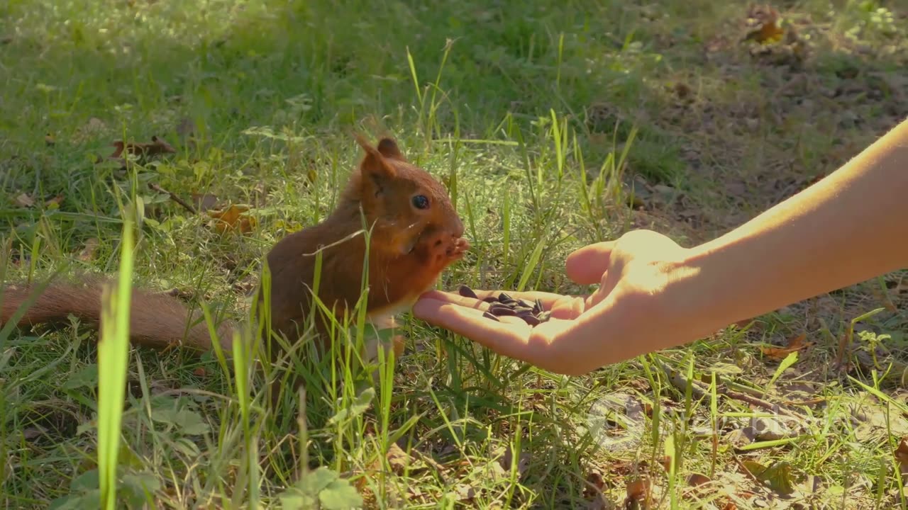 Sammy the Squirrel: Hero of the Forest