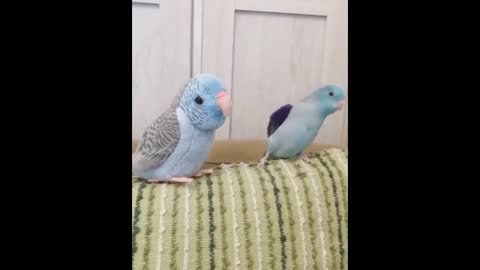 Funny Parrots Going Crazy - Cutest Parrots Compilation-7