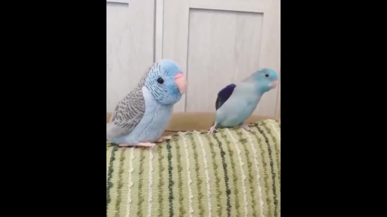 Funny Parrots Going Crazy - Cutest Parrots Compilation-7