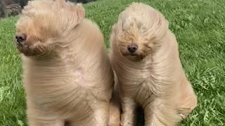 Goldendoodles Wild Hair in High Winds