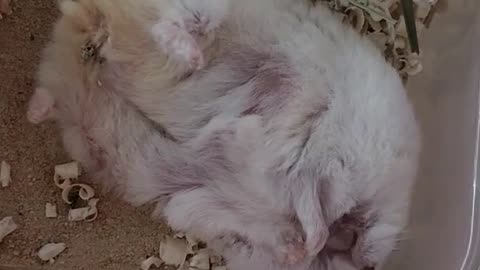 upside down hamster
