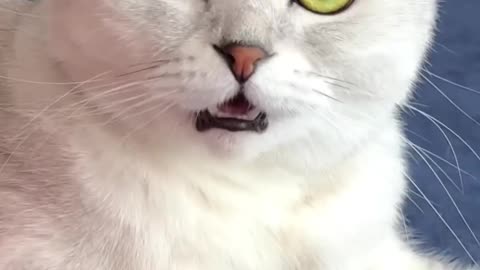 Cats 😍