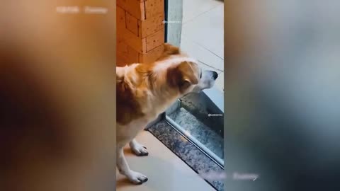 Cute Animals