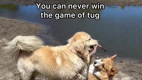 recommend getting a golden retriever (joking) #goldenretriever #corgi #funnyvideos #fyp