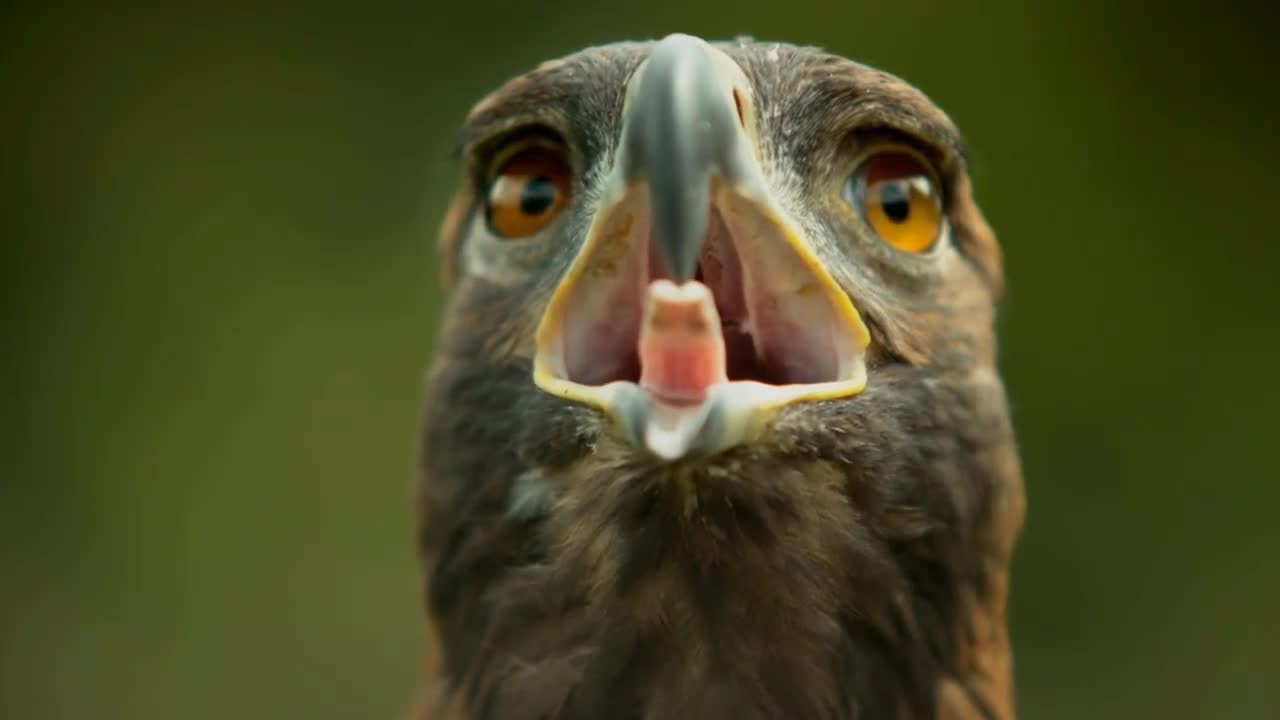 0:46 NOW PLAYING WATCH LATER ADD TO QUEUE Magic Eagle Eye Blinking Eagle Eye:"Slow Mo