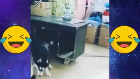 Funny video 2024 funny cat's | funny dog's | 😺 🐶