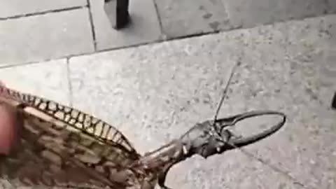 100% Genetic Mutation 🦟?