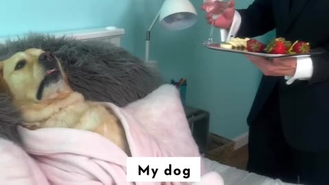 Funny dog video