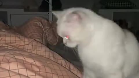 LOL - Cat Attacks Owners Legs While Sleeping