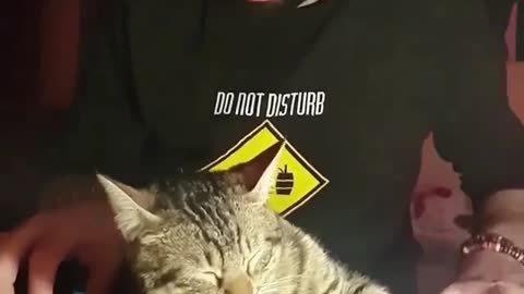 love cat