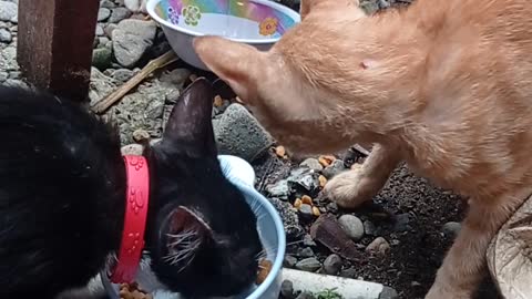 Waktunya makan 4