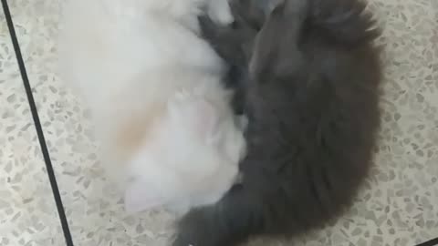Funny cat pior love .#Cat funny