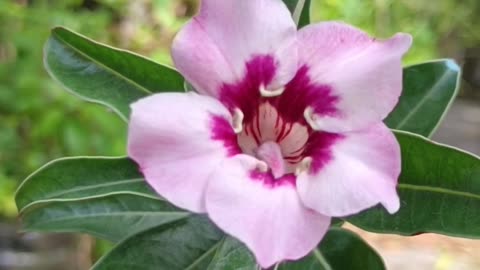 Princess blooming 🥰 amazing video