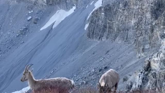 The good life of rock sheep