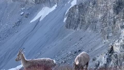 The good life of rock sheep
