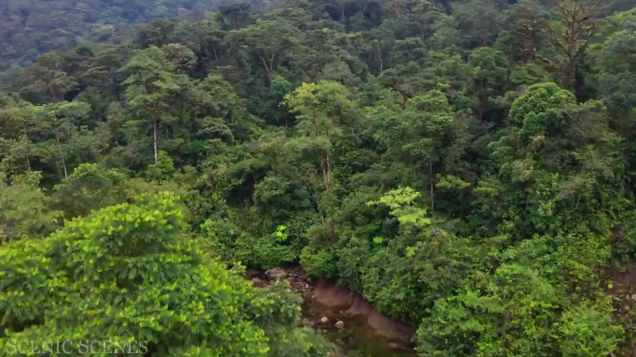 Explore the Enchanting Amazon | Immersive Jungle Sounds & Scenic Beauty for Ultimate Relaxation