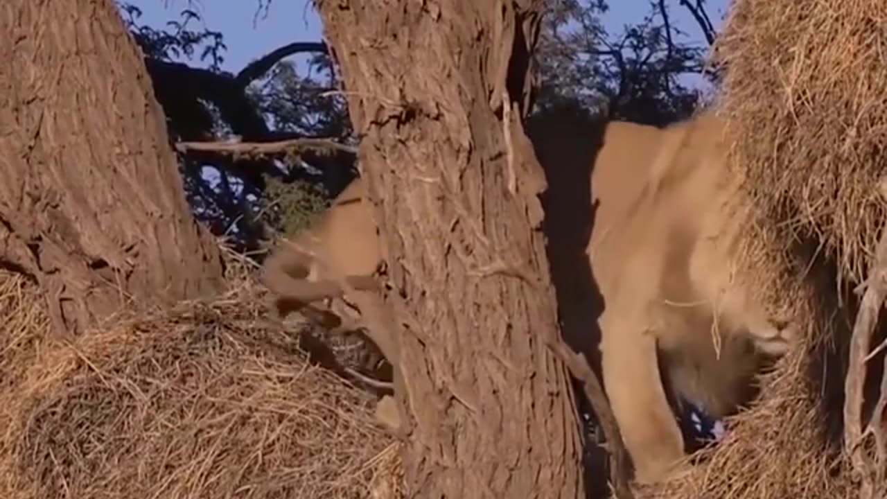 Wild cats